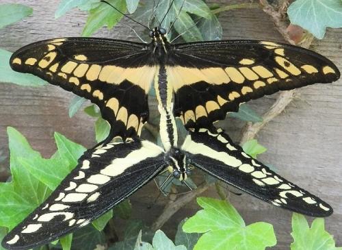 Papilio thoas